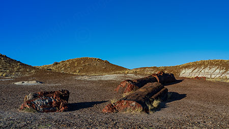 Petrified Forest